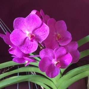 Meet your Posher, Gail